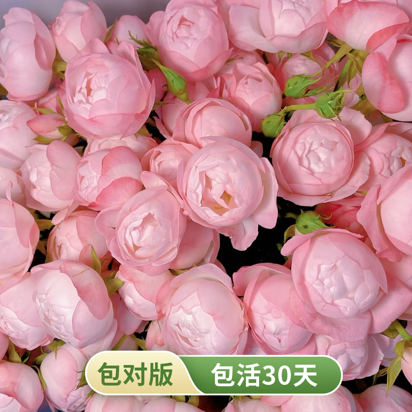 草莓杏仁饼粉白渐变多头月季