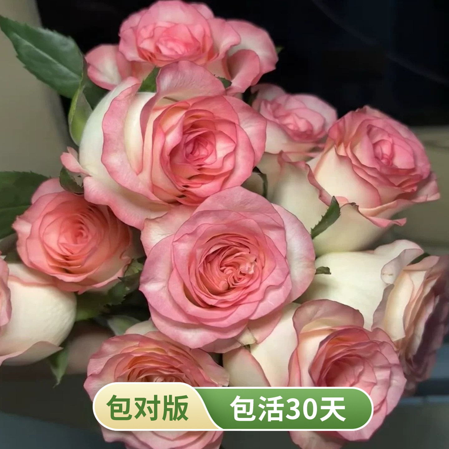 艾莎月季灌木切花花苗玫瑰花