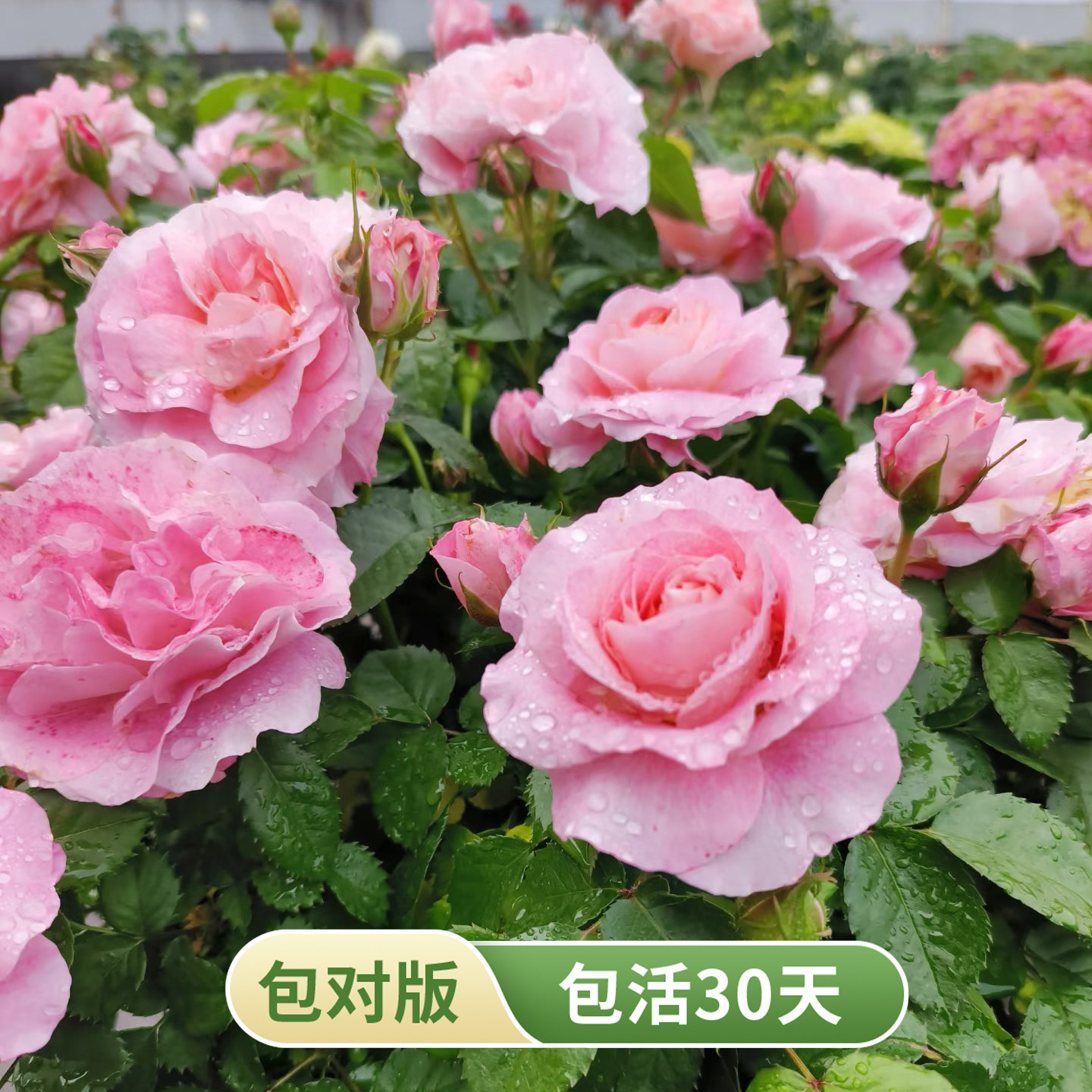 海神王大花粉色重瓣月季耐热耐晒