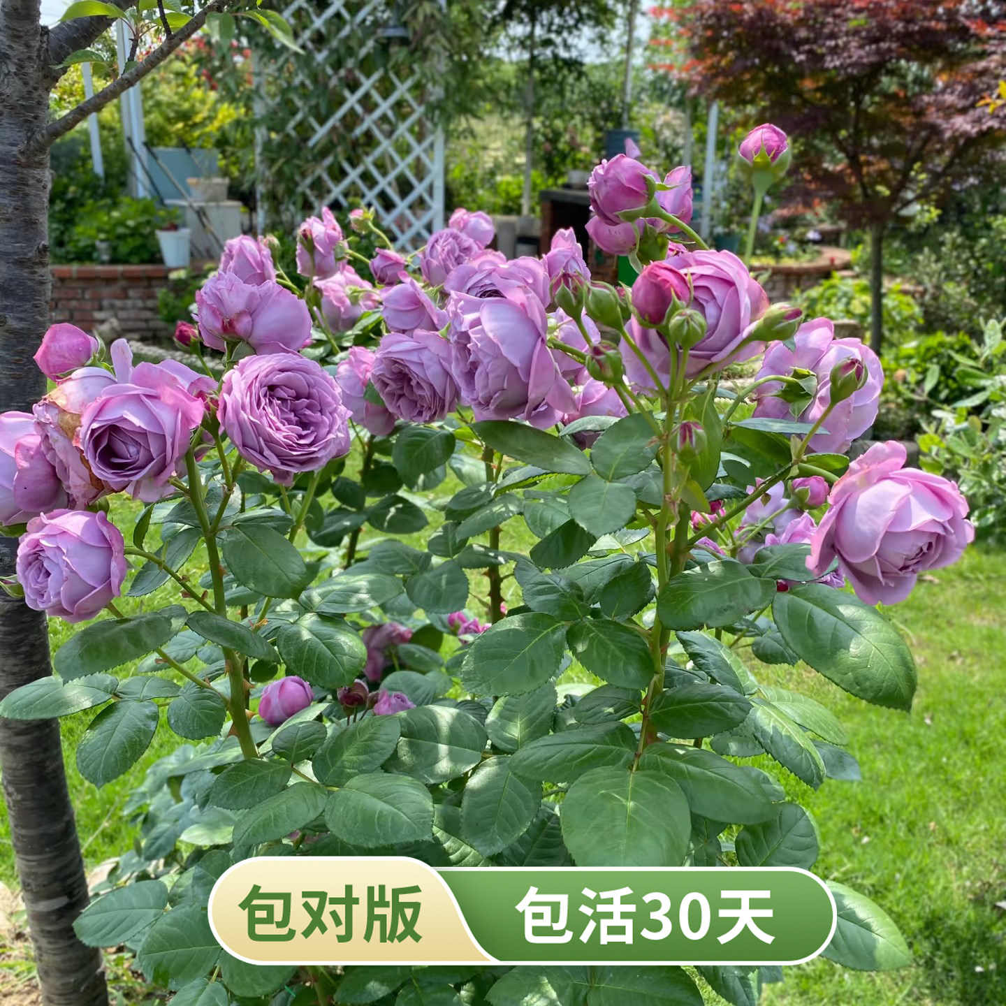 微蓝灌木月季蓝紫色多头大花浓香