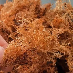 云南高山特产野生树花菜树皮树花树胡子凉拌菜山珍干货中药材食用