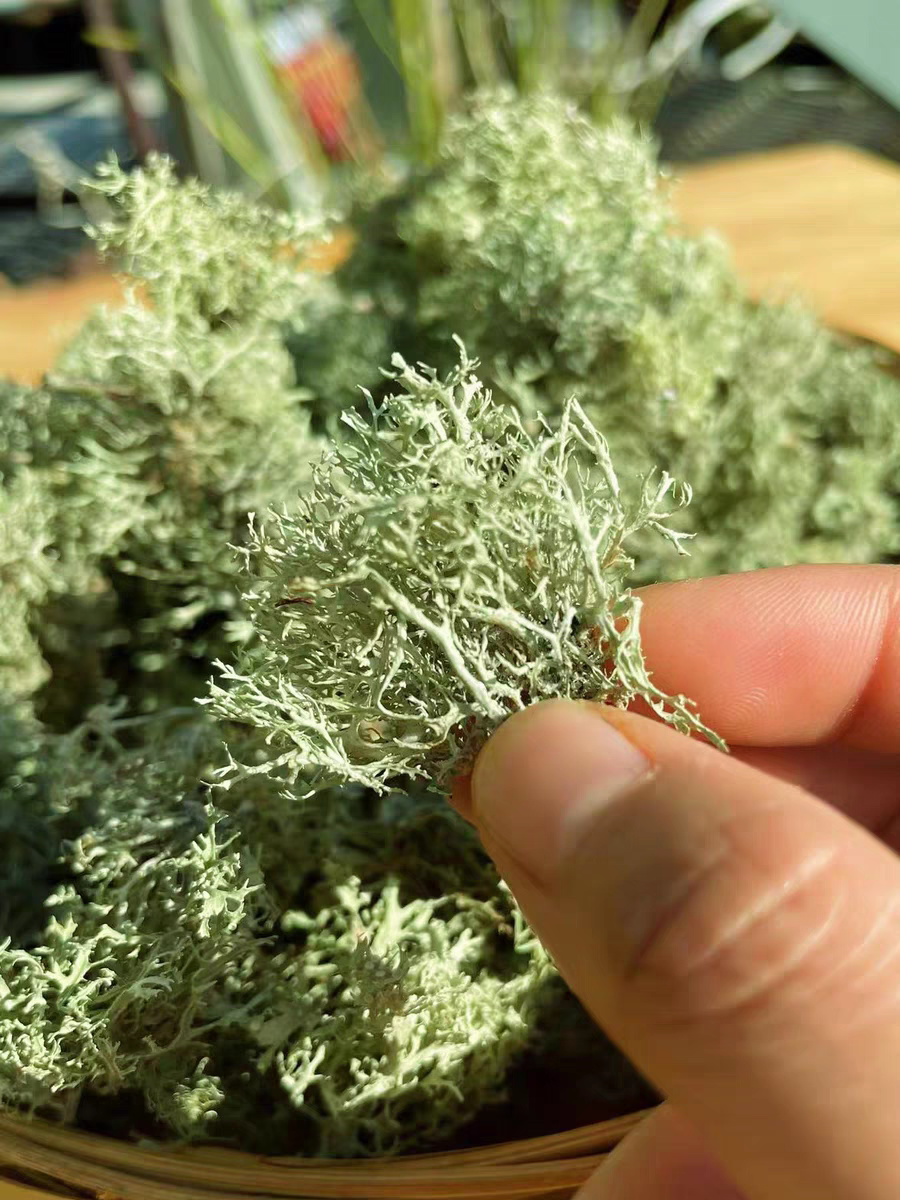 树花云南特产高山珍山货树毛胡子菌类干货特色凉拌下饭野菜中药材