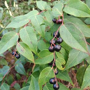 云南透骨香 中药材滇白珠 透骨草 满山香 滇白珠枝叶鲜货500g克