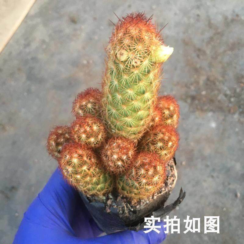 仙掌手指带金色多肉植人物栽好金桌面盆阳台小盆栽净化空气防辐射