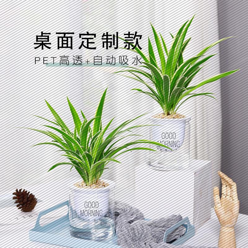 金边吊兰盆栽室内垂吊植物办公室桌面好养绿植花卉空气吸