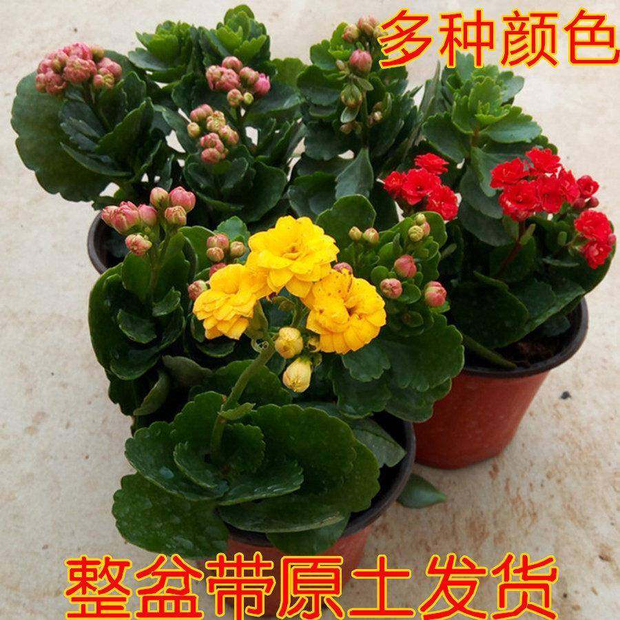 长寿花盆栽盆 绿植长寿苗重瓣栽苗年宵卉花大苗长期花 开花
