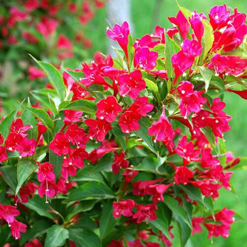 红王子锦带花苗盆栽花卉耐寒阳台庭院绿篱花球浓香绿植物花期长久