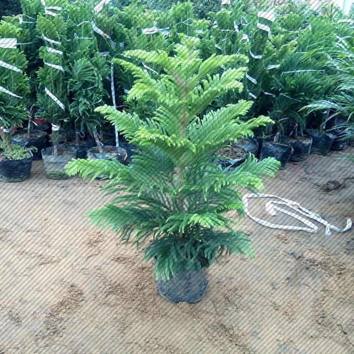 高档大型盆栽植物 南洋杉 云杉 圣诞树 用于会场 厅堂及室内美化