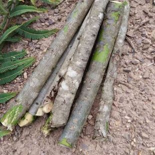 山区橄榄中药材特产云南橄榄树枝橄榄树枝新鲜下单现采