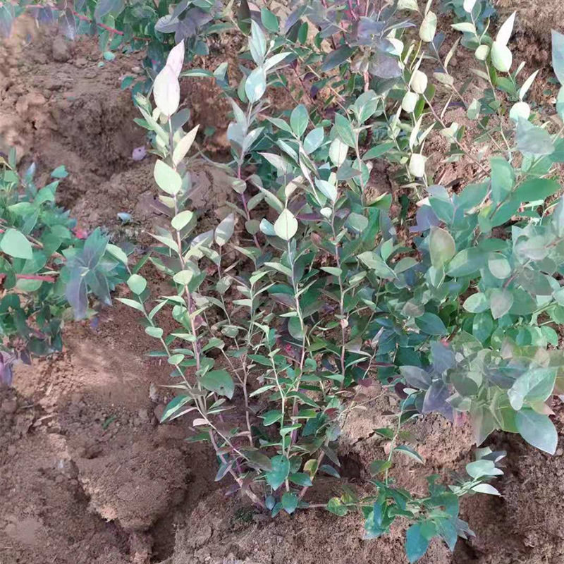 蓝莓苗基地批发3年-5年珠宝蓝莓苗 绿宝石 钱德勒南高蓝莓苗图片