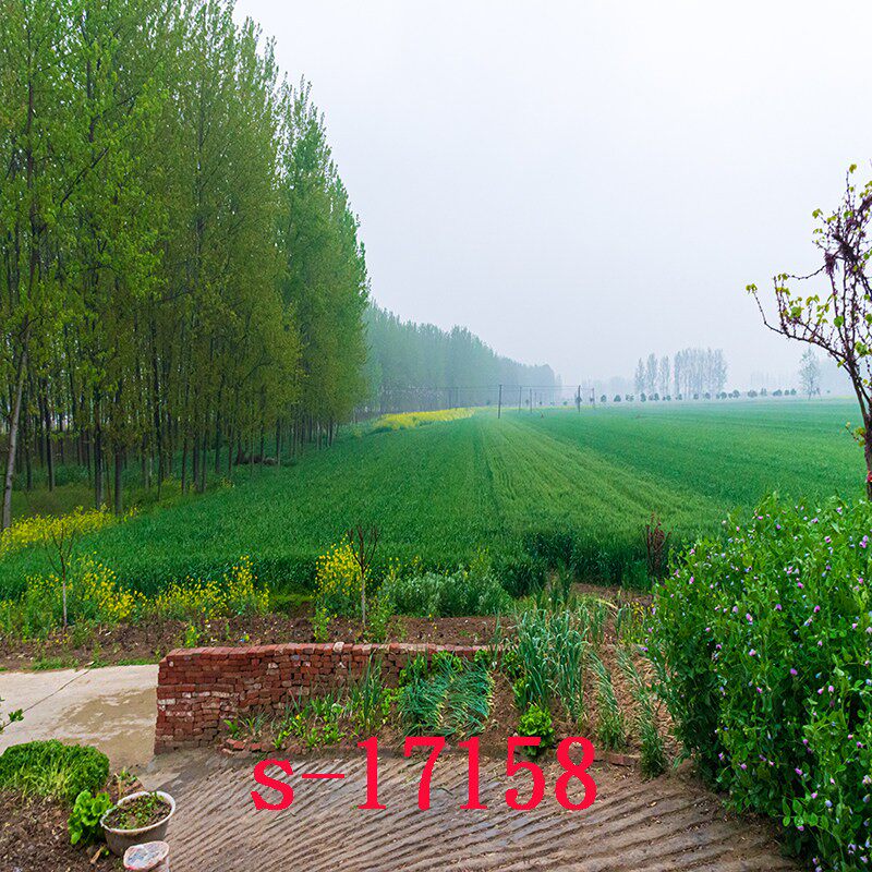 外景风景油菜花3d立体加厚主播直播背景布快手拍影片摄影壁纸