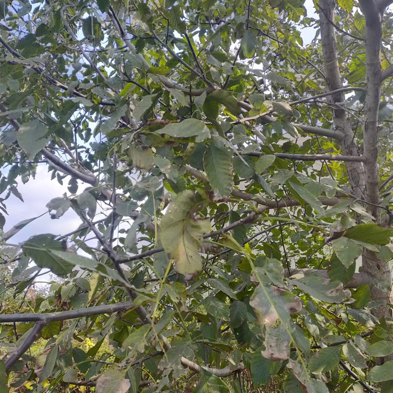 核桃树枝新鲜中药材煮鸡蛋 下单现采