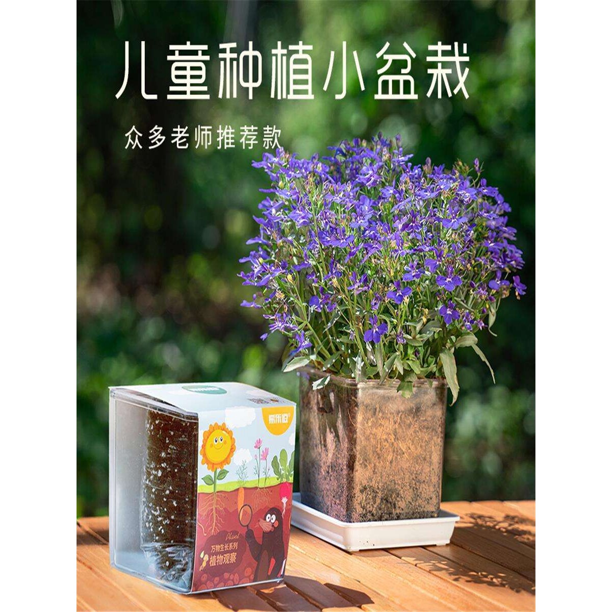 儿童种植小盆栽小学生科学实验观察套装透明盆花草种籽办公桌绿植