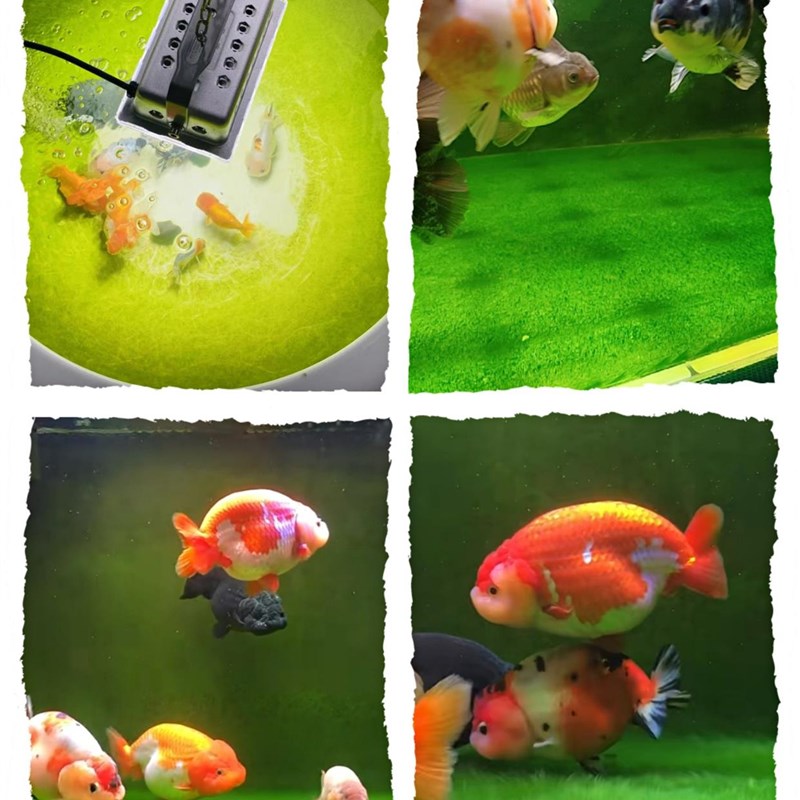 短绒藻长绒藻孢子引种藻种藻源藻石鱼缸造景鱼虾天然绿苔藻种