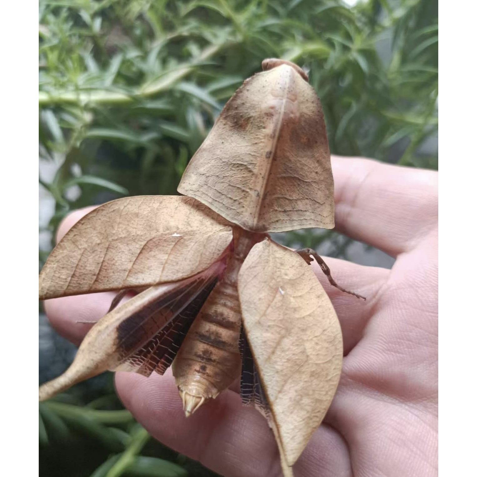 眼镜蛇枯叶螳螂爬宠活虫兰花广斧小朋友儿童礼物办公萌宠另类宠物