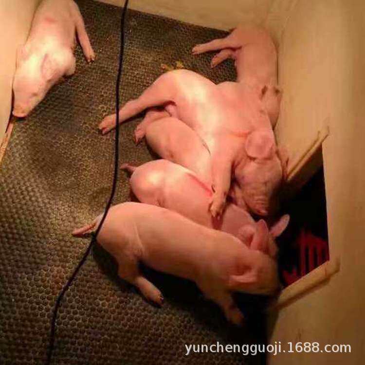 小猪保温橡胶板 夹布防滑垫 橡胶畜牧垫 可裁切好清洗欢迎咨询