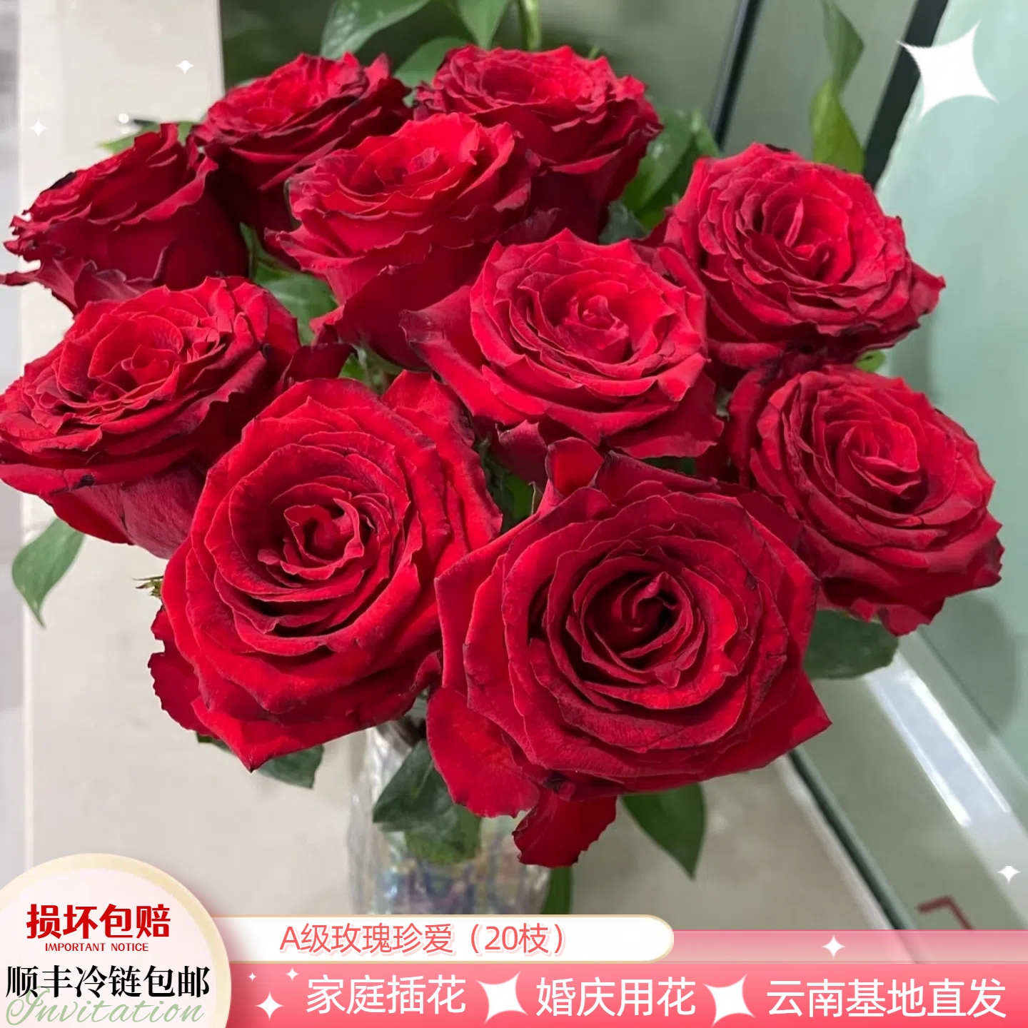 A级珍爱红玫瑰花家庭鲜切花
