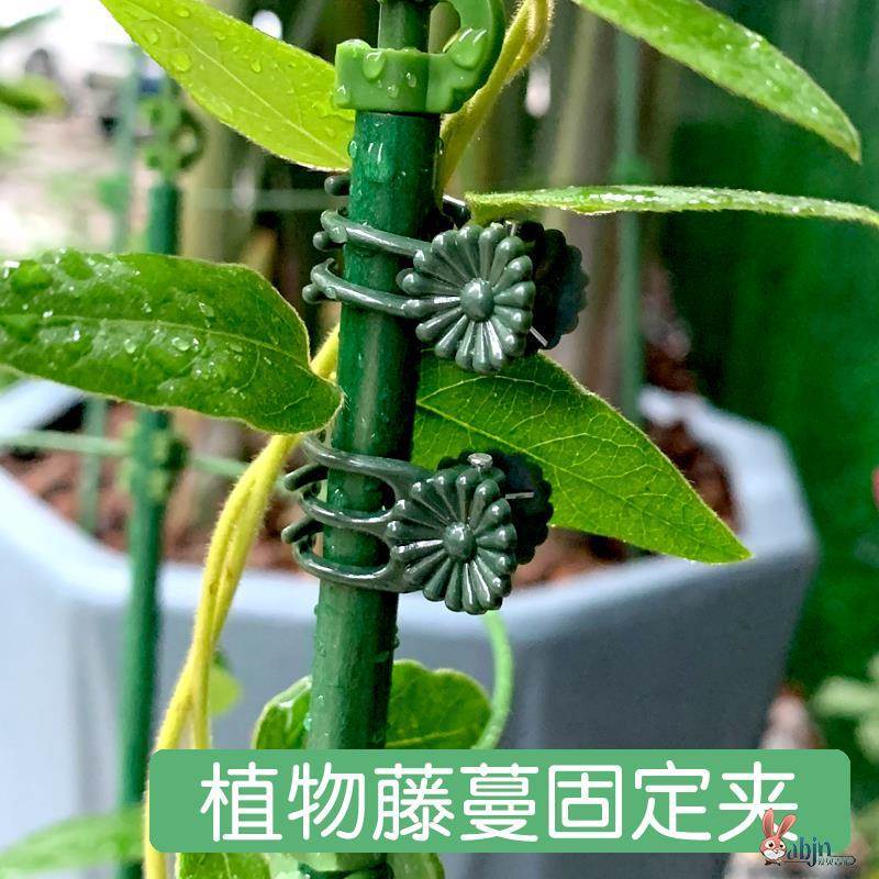 爬藤植物固定夹蝴蝶兰专用支架花卉固定花夹子兰花铁丝支撑杆铁线