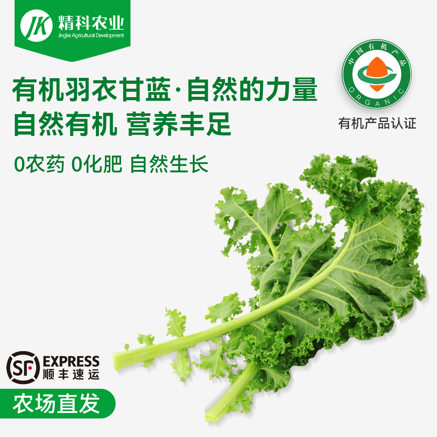 有机羽衣甘蓝新鲜蔬菜当季现摘现发自然熟羽衣甘蓝精选沙拉食材