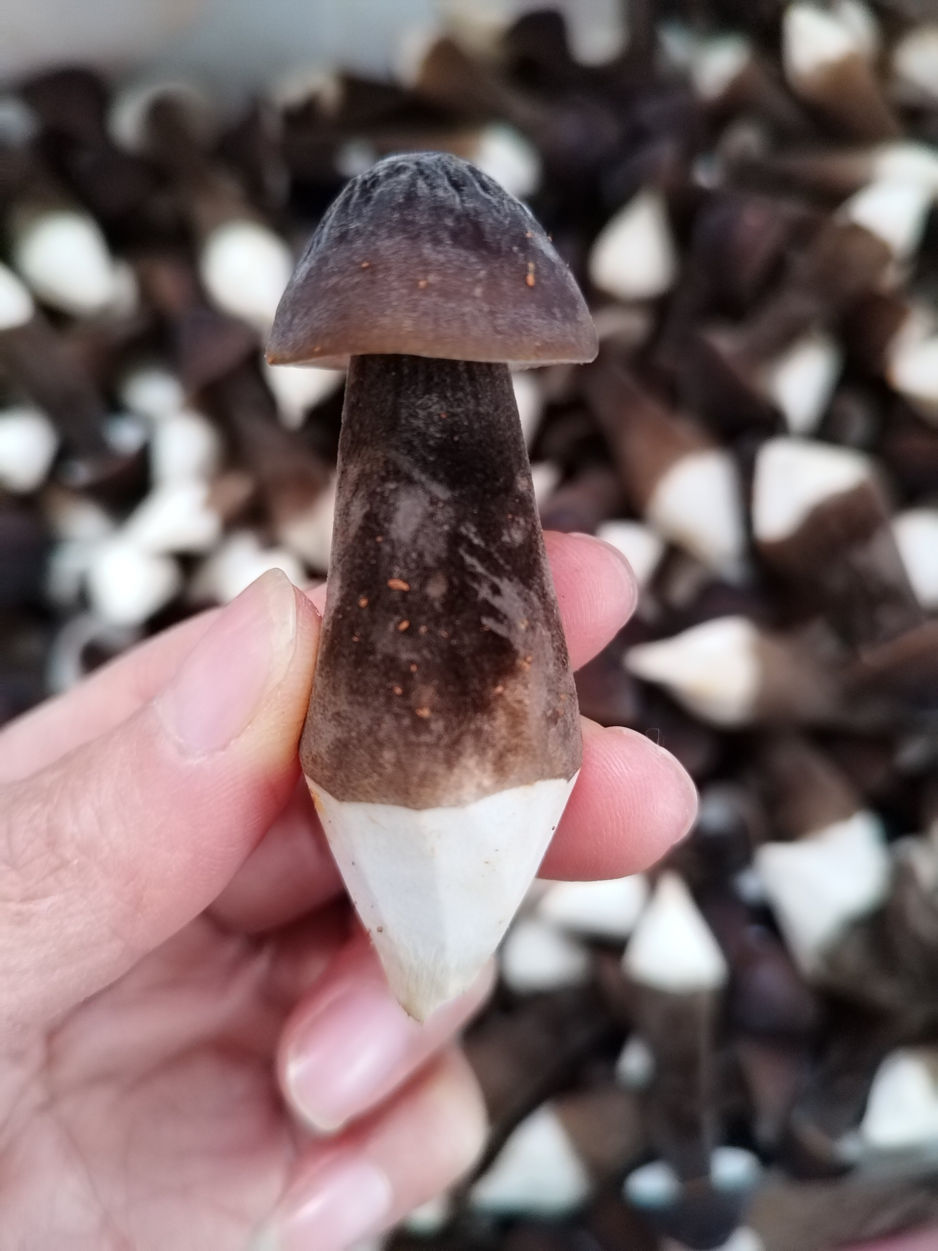 一级【特级】现采现发甄选黑皮鸡纵菌菇食用菌菇1000g顺丰包邮