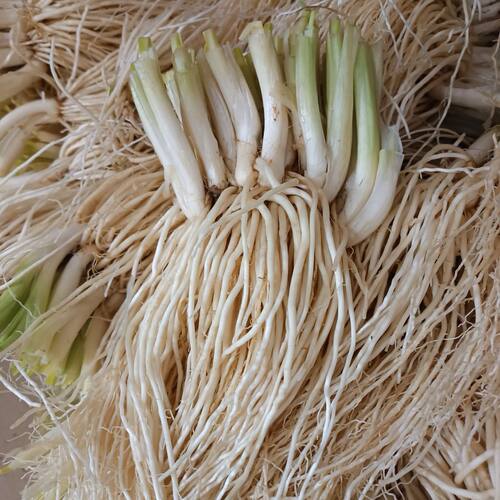 云南德宏新鲜撇菜根韭菜根
