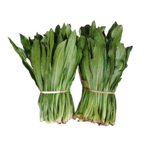 云南老缅芫荽大叶香菜