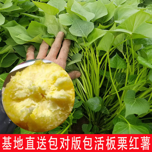 板栗红薯苗黄心番薯苗地瓜苗秧