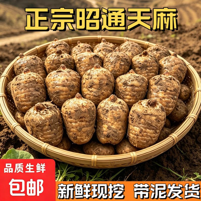 新鲜天麻现挖昭通原产地直发500g正宗小草坝乌天麻中药材2斤炖汤