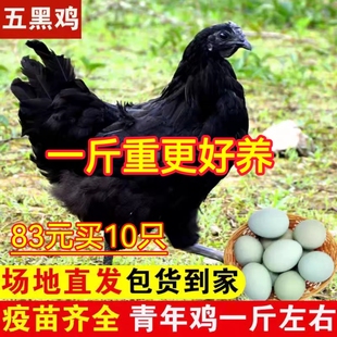 纯种五黑鸡苗五黑鸡活苗五黑一绿鸡活体下蛋鸡苗脱温鸡小鸡仔活苗