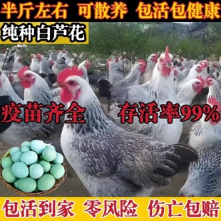 纯种半斤白芦花鸡绿壳蛋鸡活体鸡苗正宗汶上芦花鸡小鸡活苗脱温苗