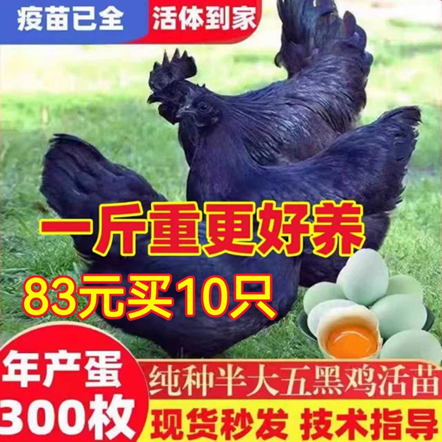 正宗下蛋鸡五黑鸡活苗纯种一斤土鸡绿壳蛋小鸡苗神农架乌骨鸡活苗