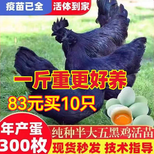 正宗下蛋鸡五黑鸡活苗纯种一斤土鸡绿壳蛋小鸡苗神农架乌骨鸡活苗