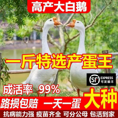 1.5斤大白鹅苗纯种母鹅活体鹅