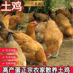 一斤皖南青脚土鸡苗高产蛋鸡活苗笨鸡苗小鸡苗农家柴鸡草鸡苗包活