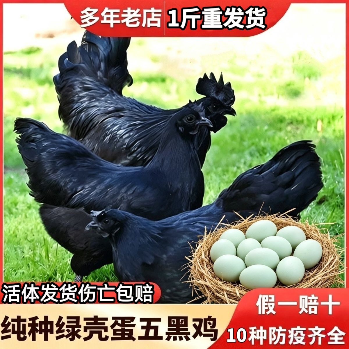 黑鸡苗五黑鸡活苗五黑一绿鸡