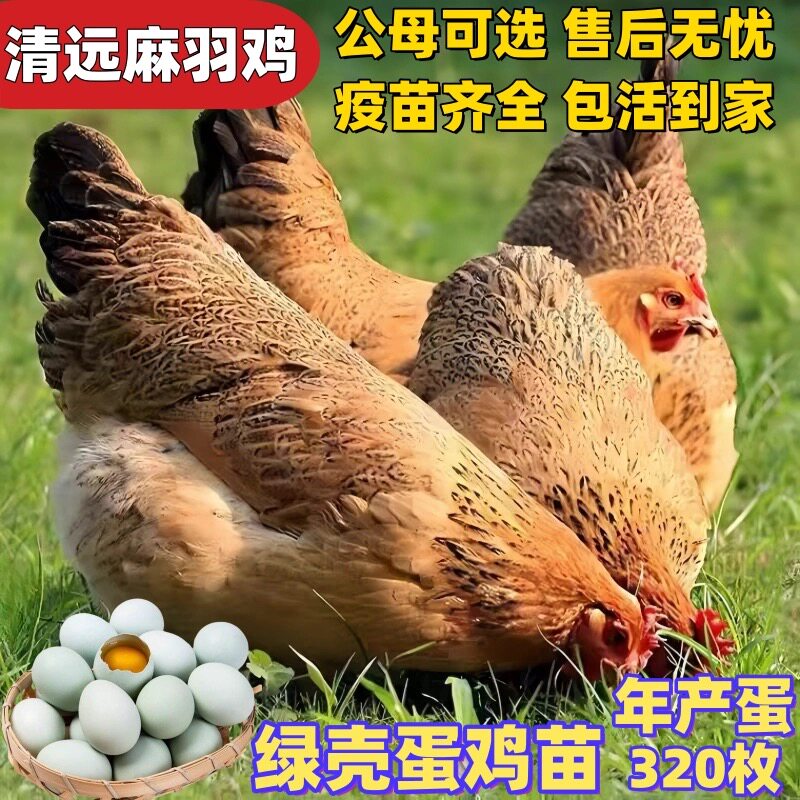 一斤高产蛋麻羽鸡1.5斤散养土鸡活苗绿壳蛋小鸡活苗黑脚小笨鸡