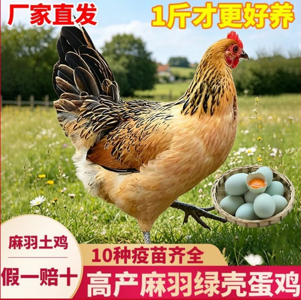 高产绿壳蛋鸡苗麻羽土鸡