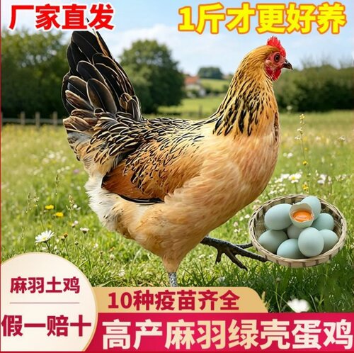 高产绿壳蛋鸡苗麻羽土鸡