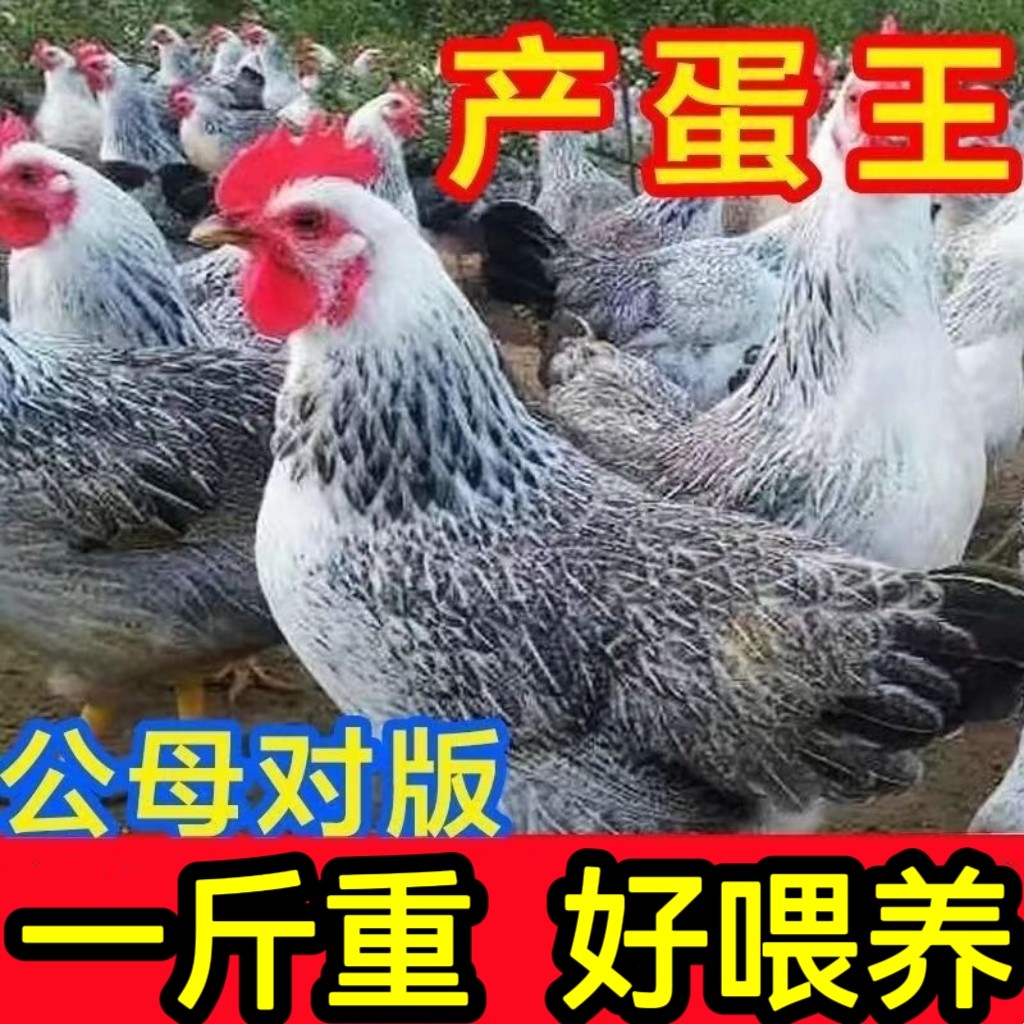 一斤芦花鸡苗脱温活苗散养土鸡苗白芦花鸡苗鹊山鸡包活苗稻花鸡苗