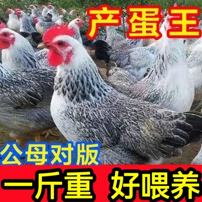 一斤芦花鸡苗脱温活苗散养土鸡苗白芦花鸡苗鹊山鸡包活苗稻花鸡苗