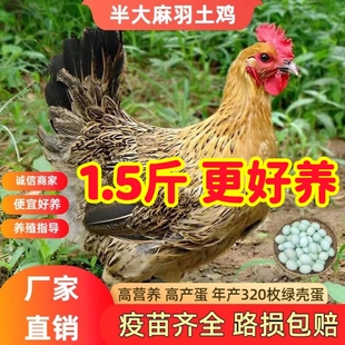 正宗1.5斤麻羽土鸡活苗绿壳蛋草鸡苗农家散养小鸡活苗蛋鸡产蛋鸡