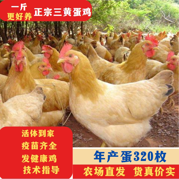 半斤清远三黄鸡散养幼苗一斤三黄土鸡高产蛋鸡下蛋小母鸡活苗半大