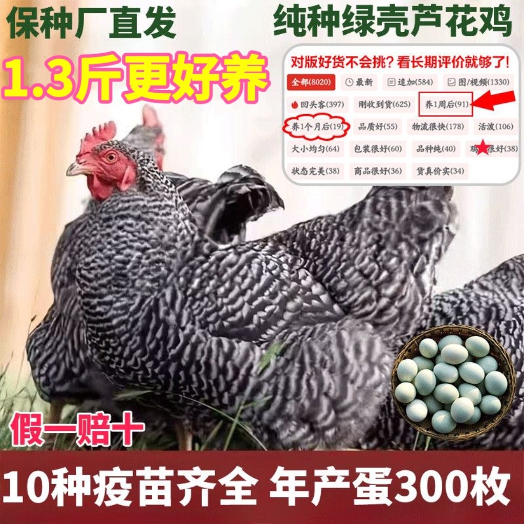 1.3斤鸡活苗纯种芦花鸡活苗汶上绿壳蛋鸡苗半大黑芦花鸡活体批发