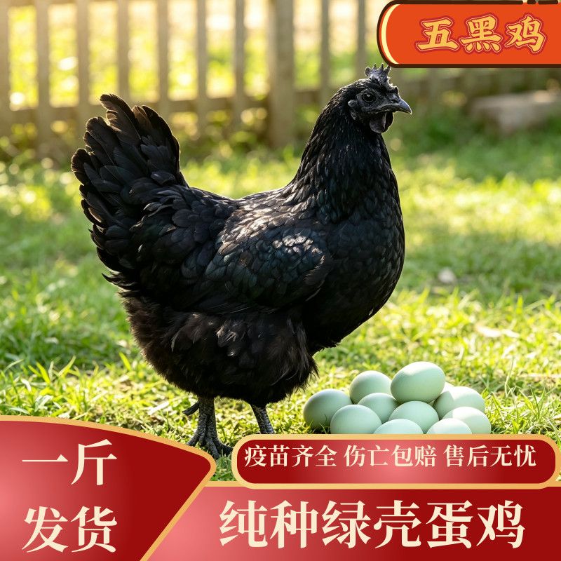 正宗下蛋鸡五黑鸡活苗纯种一斤土鸡绿壳蛋小鸡苗神农架乌骨鸡活苗