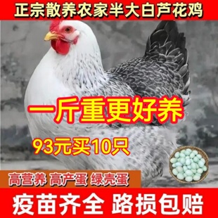 一斤芦花鸡苗脱温活苗散养土鸡苗白芦花鸡苗鹊山鸡包活苗稻花鸡苗
