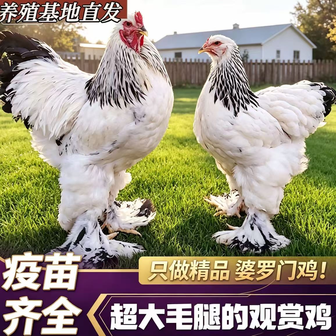 正宗婆罗门鸡苗正宗进口特大型活苗巨型脱温幼鸡观赏宠物鸡梵天鸡