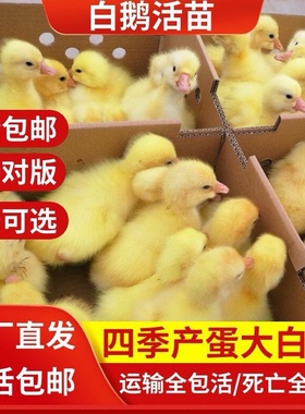 正宗大白鹅活苗出壳苗四季产蛋鹅脱温鹅小鹅草鹅皖西白鹅苗包活