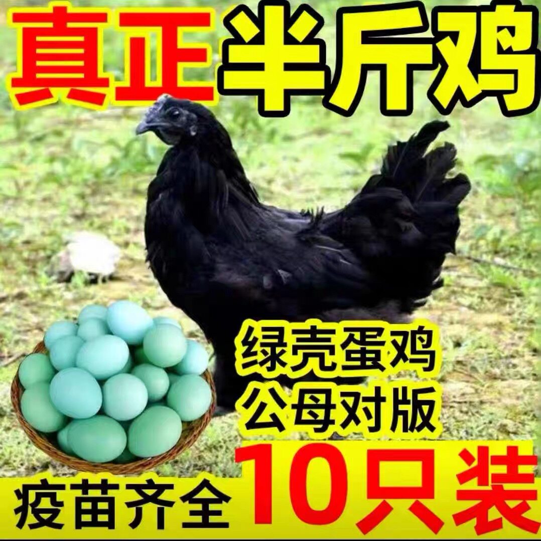 黑鸡苗五黑鸡活苗五黑一绿鸡