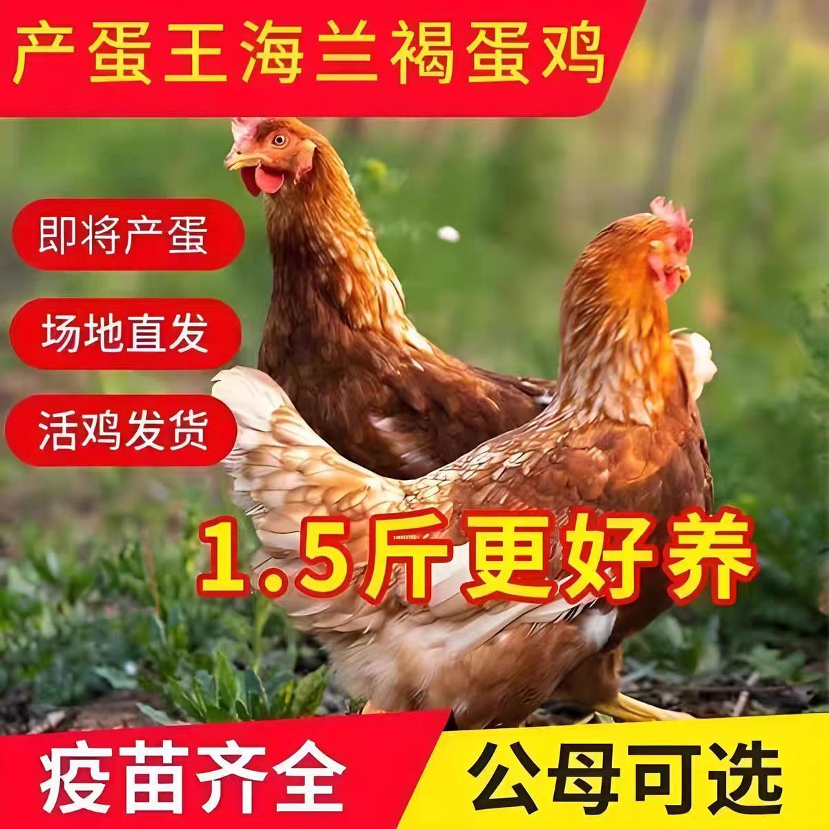 1.5斤海兰褐鸡苗高产蛋青年鸡小鸡活苗土鸡脱温母鸡蛋鸡包活苗