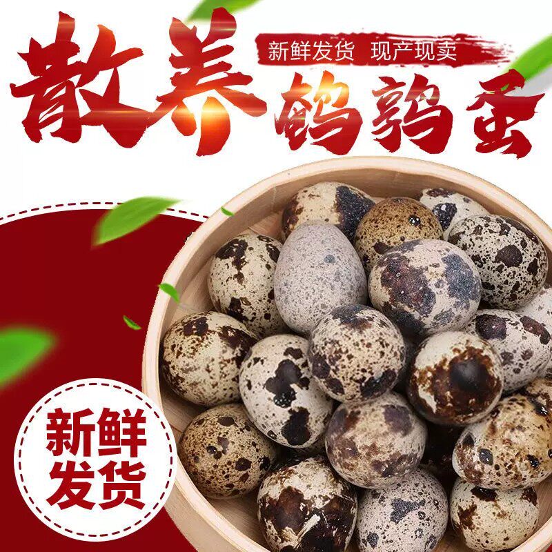 农家散养鹌鹑蛋40枚当日现捡现发新鲜鹌鹑蛋孕妇宝宝辅食生鹌鹑蛋